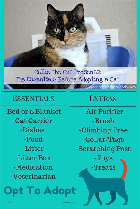 Know Your White Cat's Needs Before Bringing Them .